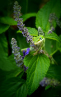 Anoles/Frogs