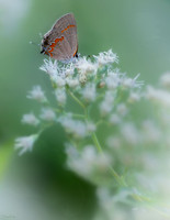 Butterflies , Moths