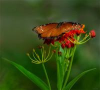 Butterflies , Moths