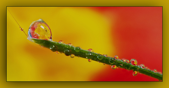 Frozen Dew and Drops 1